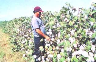 produtor algodon per